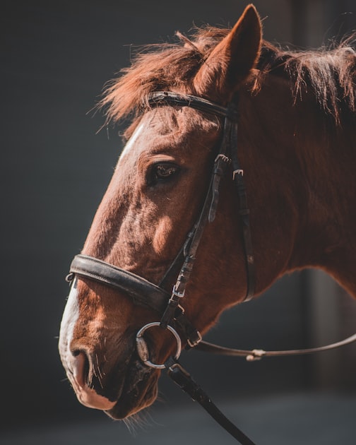 Choosing the Right Mangalarga Marchador