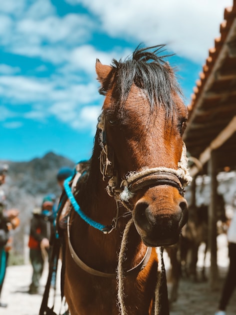 Understanding the Mangalarga Marchador
